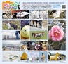 Miyan 2014年3月号(ルックル)