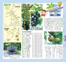 Miyan(みやん)2012年vol.4　ルックル